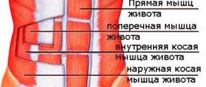 abdominal muscle anatomy
