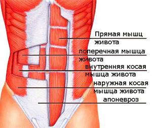 анатомия мышц живота