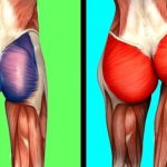 Gluteus maximus muscle. Functions, anatomy, exercises 