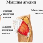 To better work the gluteal muscles, squats should be performed as deeply as possible. To avoid damaging your knee joints, do not make sudden movements. 