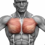 Для мужчин и женщин очень важно держать грудные мышцы в тонусе