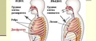 Как правильно дышать при отжимании от пола, подтягиваниях, выполнении других упражнений
