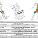Какие мышцы работают при приседаниях и при работе со штангой?