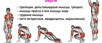 Какие мышцы работают при выполнении берпи