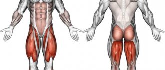 Какие мышцы развиваются с помощью приседаний