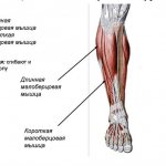 Lateral calf muscle group