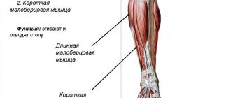 Lateral calf muscle group