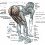 мертвая тяга участвующие мышцы
