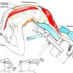 мышцы гиперэкстензии