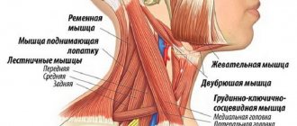 Muscles of the head. Author24 - online exchange of student work