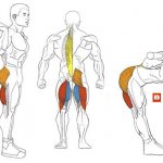 Мышцы при наклонах со штангой