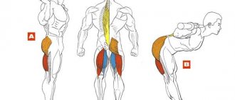Мышцы при наклонах со штангой