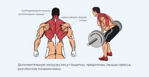 Мышцы, работающие в тяге штанги к поясу