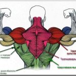 Мышцы спины рисунок