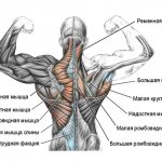 мышцы спины