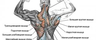 back muscles
