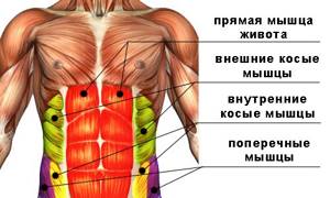 На изображении показана структура мышц пресса