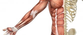 percentage of muscle mass in women