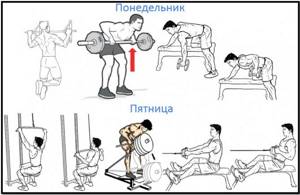 Программа тренировок спины №1 Атлас упражнений