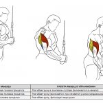 разгибания рук на трицепс
