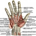 The structure of the muscles of the hands and palm diagram