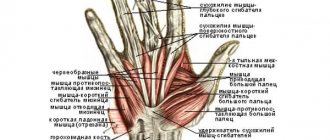 The structure of the muscles of the hands and palm diagram