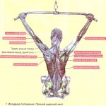 Pull-down of the upper block behind the head - description and video of the technique for girls. What muscles work and how to do them 