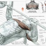 Жим лежа, какие мышцы работают в упражнении