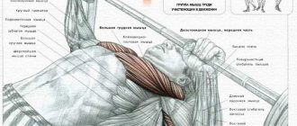 Жим лежа, какие мышцы работают в упражнении